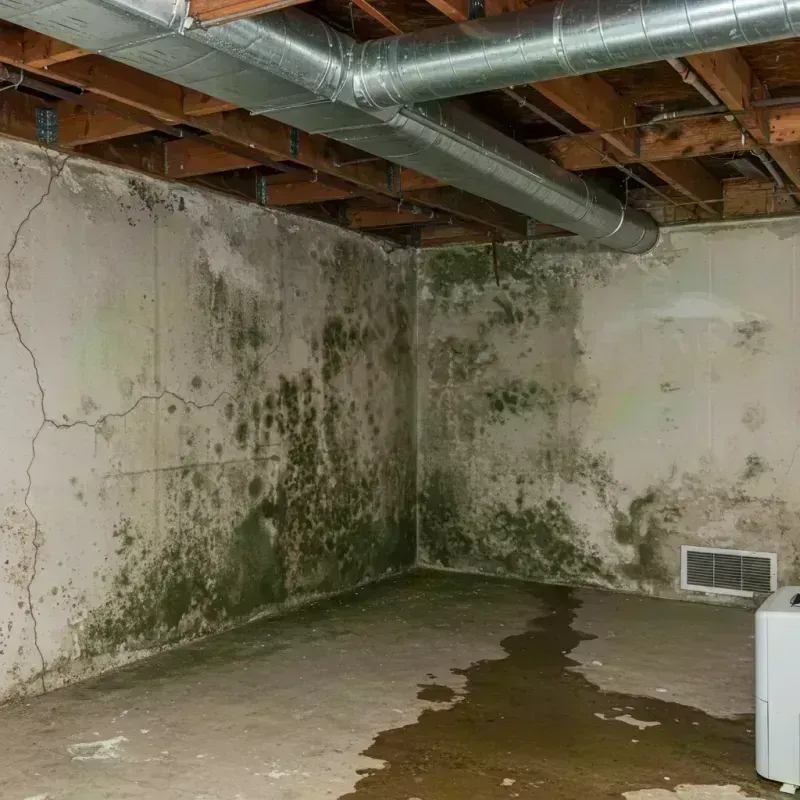 Professional Mold Removal in Fort Thomas, KY